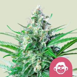 GRAPE APE · Royal Queen Seeds · cannabis seeds · Fem