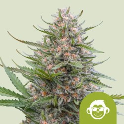 GRAPE APE AUTO · Royal Queen Seeds · cannabis seeds · AutoFem