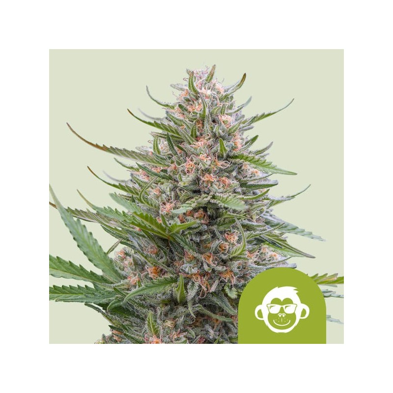 GRAPE APE AUTO · Royal Queen Seeds · cannabis seeds · AutoFem