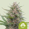 GRAPE APE AUTO · Royal Queen Seeds · cannabis seeds · AutoFem