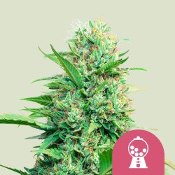 PINK RUNTZ · Royal Queen Seeds · cannabis seeds · Fem