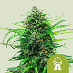 PINK RUNTZ AUTO · Royal Queen Seeds · cannabis seeds · AutoFem