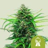 PINK RUNTZ AUTO · Royal Queen Seeds · cannabis seeds · AutoFem