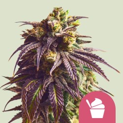 SUNDAE DRIVER · Royal Queen Seeds · cannabis seeds · Fem