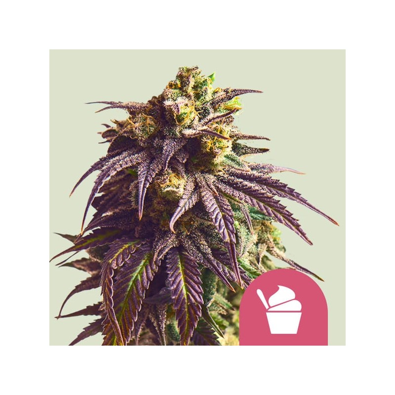 SUNDAE DRIVER · Royal Queen Seeds · kenevir tohum · Disi · Fem