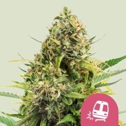 TRAINWRECK · Royal Queen Seeds · cannabis seeds · Fem