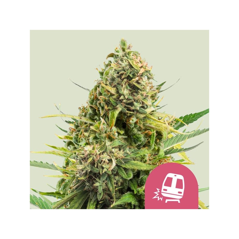 TRAINWRECK · Royal Queen Seeds · cannabis seeds · Fem