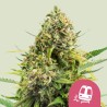 TRAINWRECK · Royal Queen Seeds · cannabis seeds · Fem