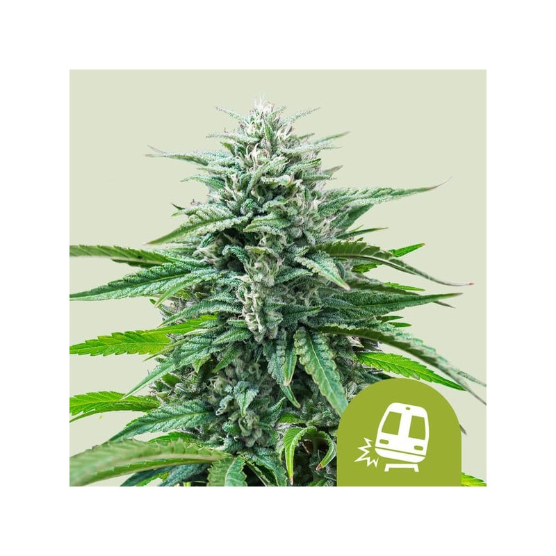 TRAINWRECK AUTO ·  Royal Queen Seeds · kenevir tohum · Disi · AutoFem