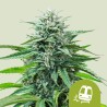 TRAINWRECK AUTO ·  Royal Queen Seeds · kenevir tohum · Disi · AutoFem