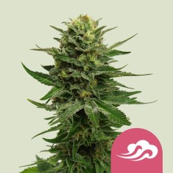 BLUE MISTIC · Royal Queen Seeds · kenevir tohum · Disi · Fem
