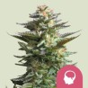 AMNESIA HAZE · Royal Queen Seeds · cannabis seeds · Fem