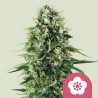 POWER FLOWER · Royal Queen Seeds · kenevir tohum · Disi · Fem