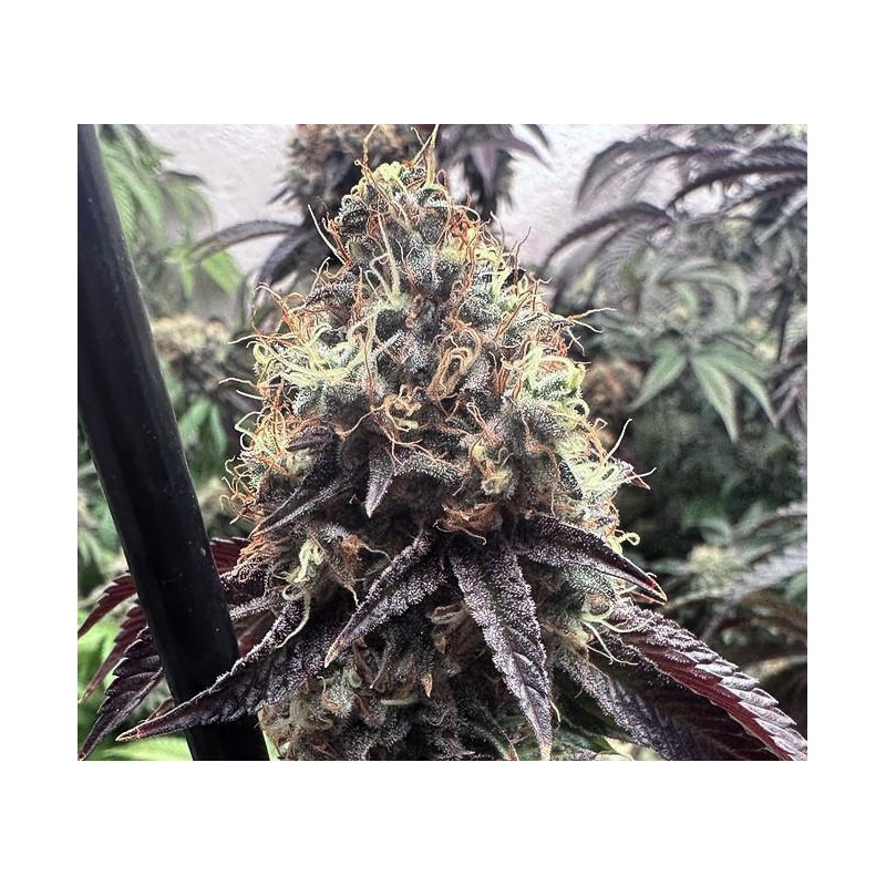 BILBO POUND CAKE · Genehtik · kenevir tohum · Disi · Fem