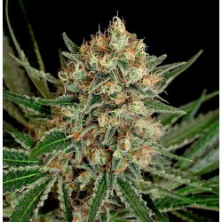 TXERRI BILBO HAZE ·...