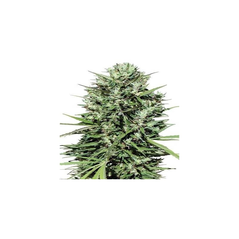 MARRUECOS BELDIA KIF · Ace Seeds · kenevir tohum · Disi · Fem