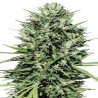 MARRUECOS BELDIA KIF · Ace Seeds · kenevir tohum · Disi  · Fem