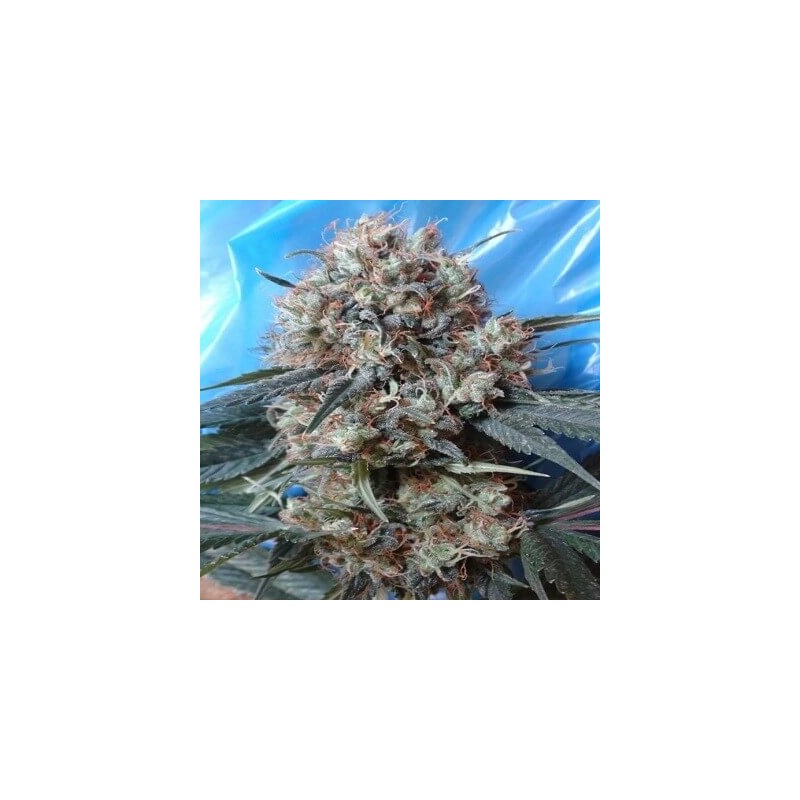 NEPAL JAM X KALI CHINA · Ace Seeds · kenevir tohum · Disi · Fem