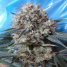 NEPAL JAM X KALI CHINA · Ace Seeds · kenevir tohum · Disi  · Fem