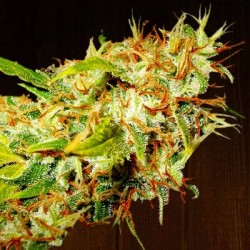 ZAMALDELICA · Ace Seeds ·...