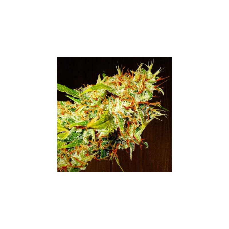 ZAMALDELICA · Ace Seeds · kenevir tohum · Disi · Fem