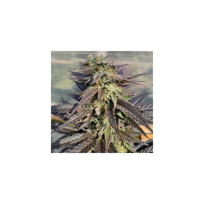 ZAMALDELICA X KALI CHINA · Ace Seeds · kenevir tohum · Disi  · Fem