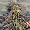 ZAMALDELICA X KALI CHINA · Ace Seeds · cannabis seeds · Fem