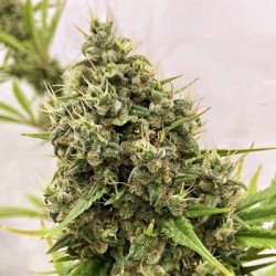 GUAWI · Ace Seeds · kenevir...