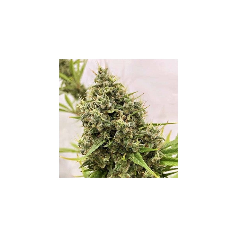 GUAWI · Ace Seeds · kenevir tohum · Disi · Fem