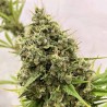 GUAWI · Ace Seeds · cannabis seeds · Fem