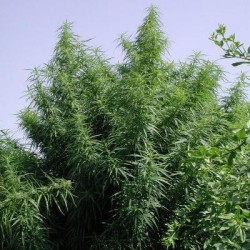 TROPICAL MIX · Ace Seeds ·...