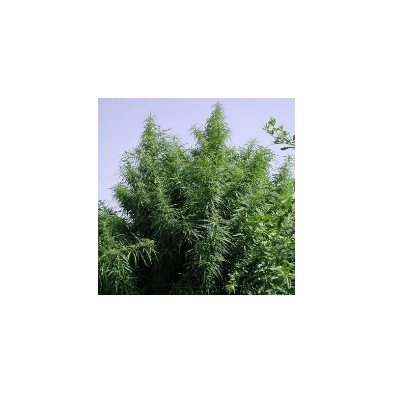 TROPICAL MIX · Ace Seeds · kenevir tohum · Disi · Fem
