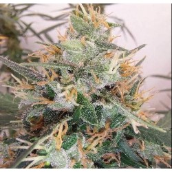PANAMA A5 HAZE · Ace Seeds...