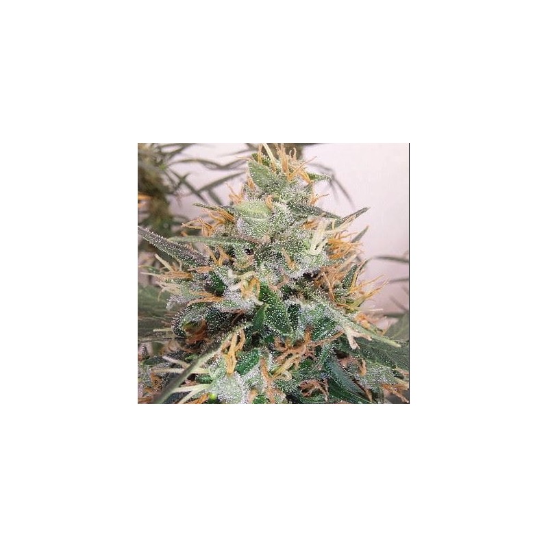 PANAMA A5 HAZE · Ace Seeds · kenevir tohum · Disi · Fem
