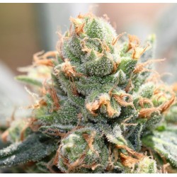 HASH TONIC · Ace Seeds ·...