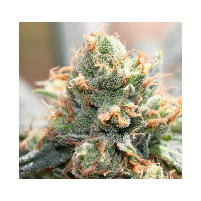 HASH TONIC · Ace Seeds · kenevir tohum · Disi · Fem