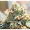 HASH TONIC · Ace Seeds · kenevir tohum · Disi  · Fem