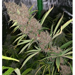MALAWI X PCK · Ace Seeds ·...