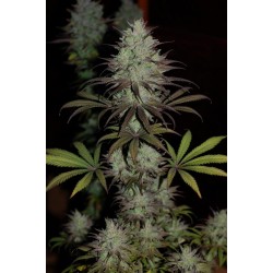 CBD 1 · Ace Seeds · kenevir...