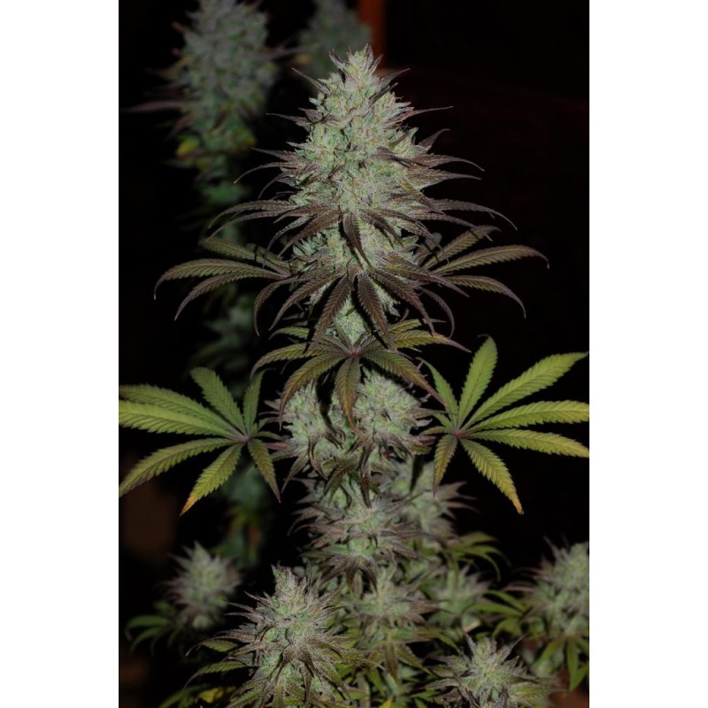 CBD 1 · Ace Seeds · kenevir tohum · Disi  · Fem