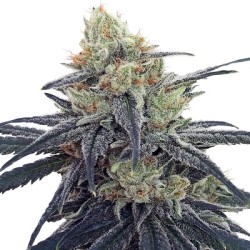 CBD 1 · Ace Seeds · kenevir tohum · Disi  · Fem