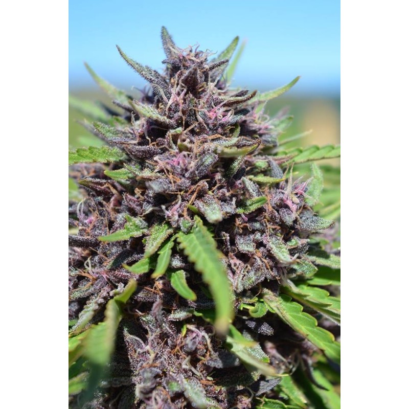 PANAMA X PCK · Ace Seeds · kenevir tohum · Disi  · Fem