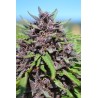 PANAMA X PCK · Ace Seeds · kenevir tohum · Disi  · Fem
