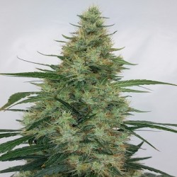 SUPER PANAMA HAZE · Ace...