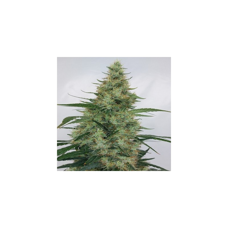 SUPER PANAMA HAZE · Ace Seeds · cannabis seeds · Fem