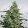 SUPER PANAMA HAZE · Ace Seeds · kenevir tohum · Disi  · Fem