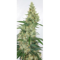 SUPER PANAMA HAZE · Ace Seeds · kenevir tohum · Disi  · Fem