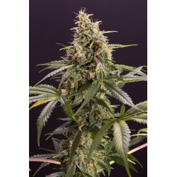 CHEM-BOMB AUTO · Humboldt...