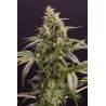 CHEM-BOMB AUTO · Humboldt Seeds Organization · kenevir tohum · Disi  · AutoFem