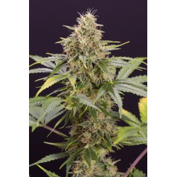 CHOCOLATE MINT OG AUTO ·...